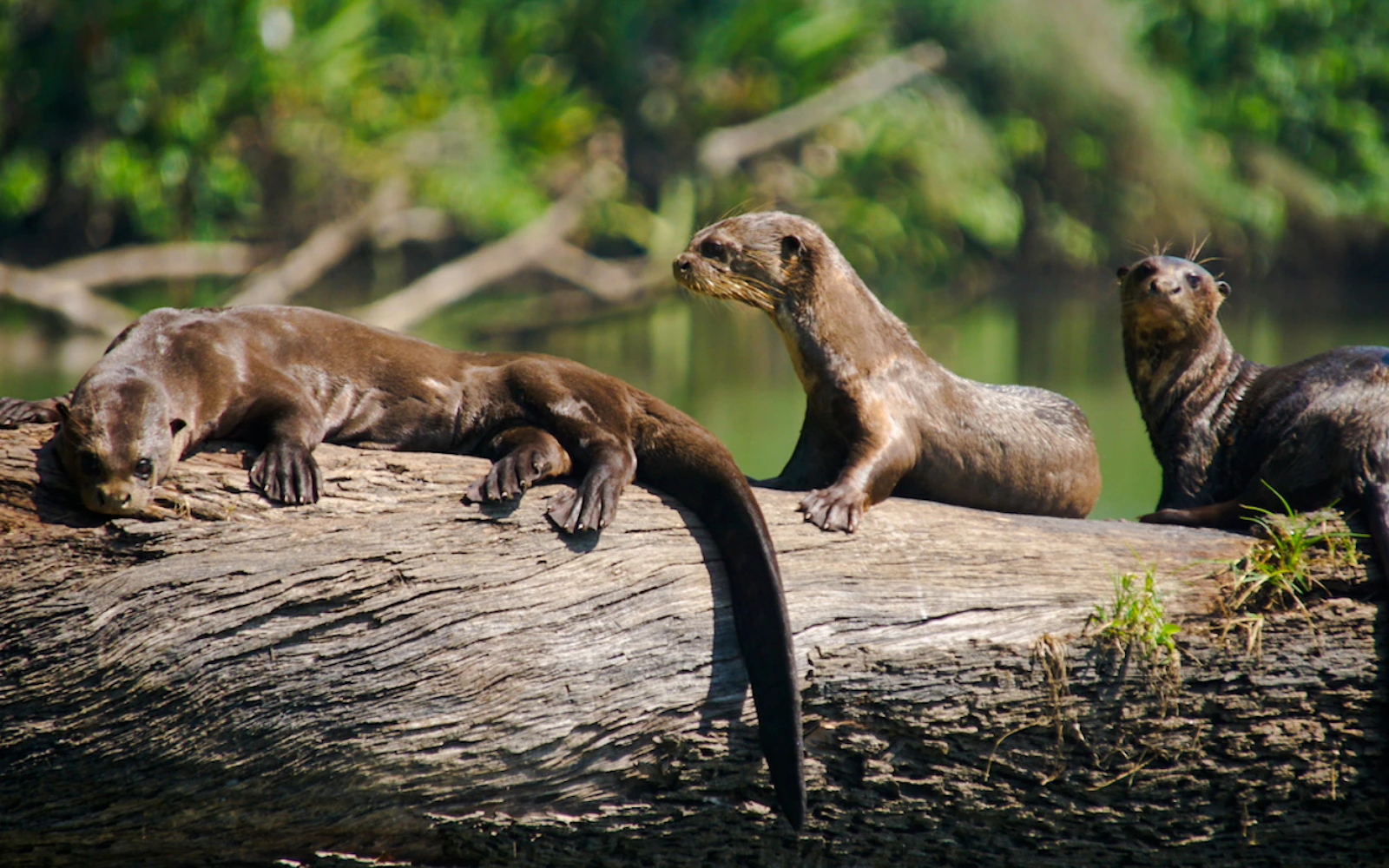 From Cusco: 4-Day Puerto Maldonado, Tambopata & Sandoval Lake Tour Image 6