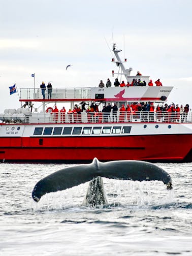 Whale Watching Iceland