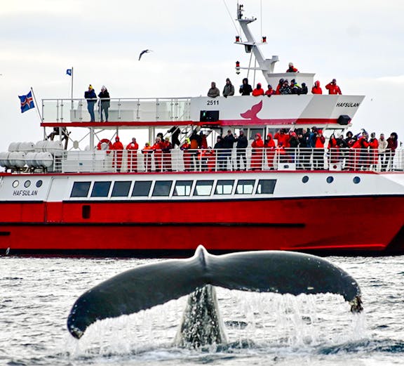 Reykjavik whale watching tour with a boat in Icelandic waters.
