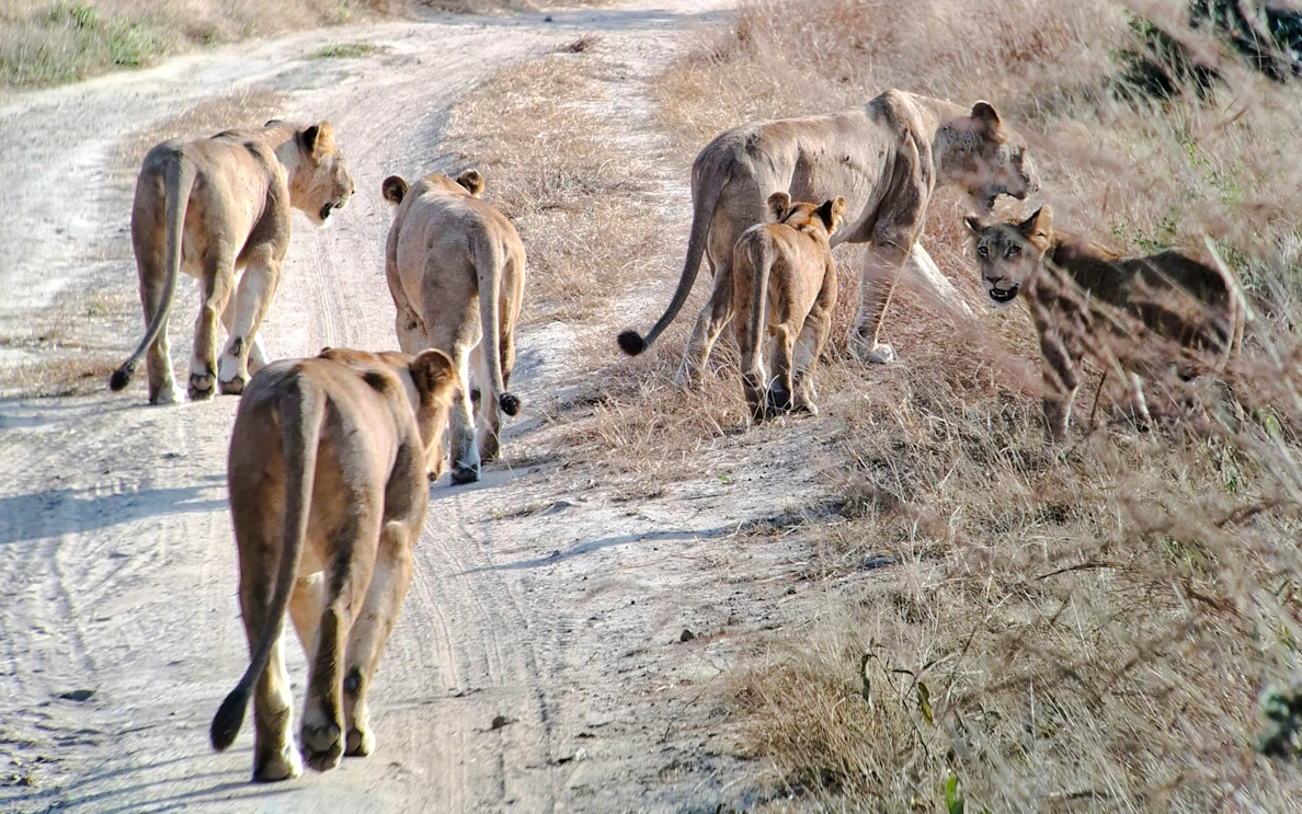 from dar es salaam: mikumi national park safari day trip by sgr train-1