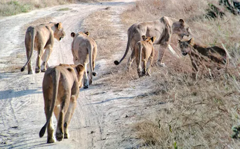 da dar es salaam: tour in giornata al parco nazionale di mikumi con il treno sgr-1