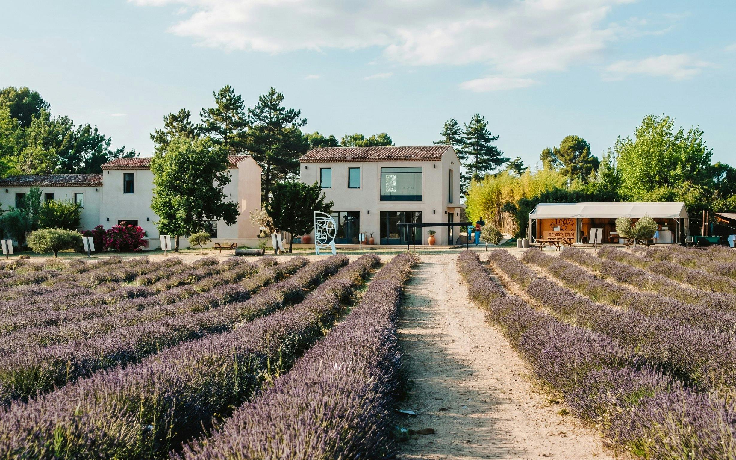 Lavender fields leading to a farmhouse at Terre Ugo, Provence.
