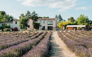 Lavender fields leading to a farmhouse at Terre Ugo, Provence.