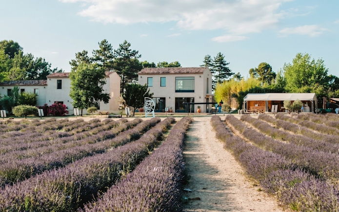 Lavender fields leading to a farmhouse at Terre Ugo, Provence.