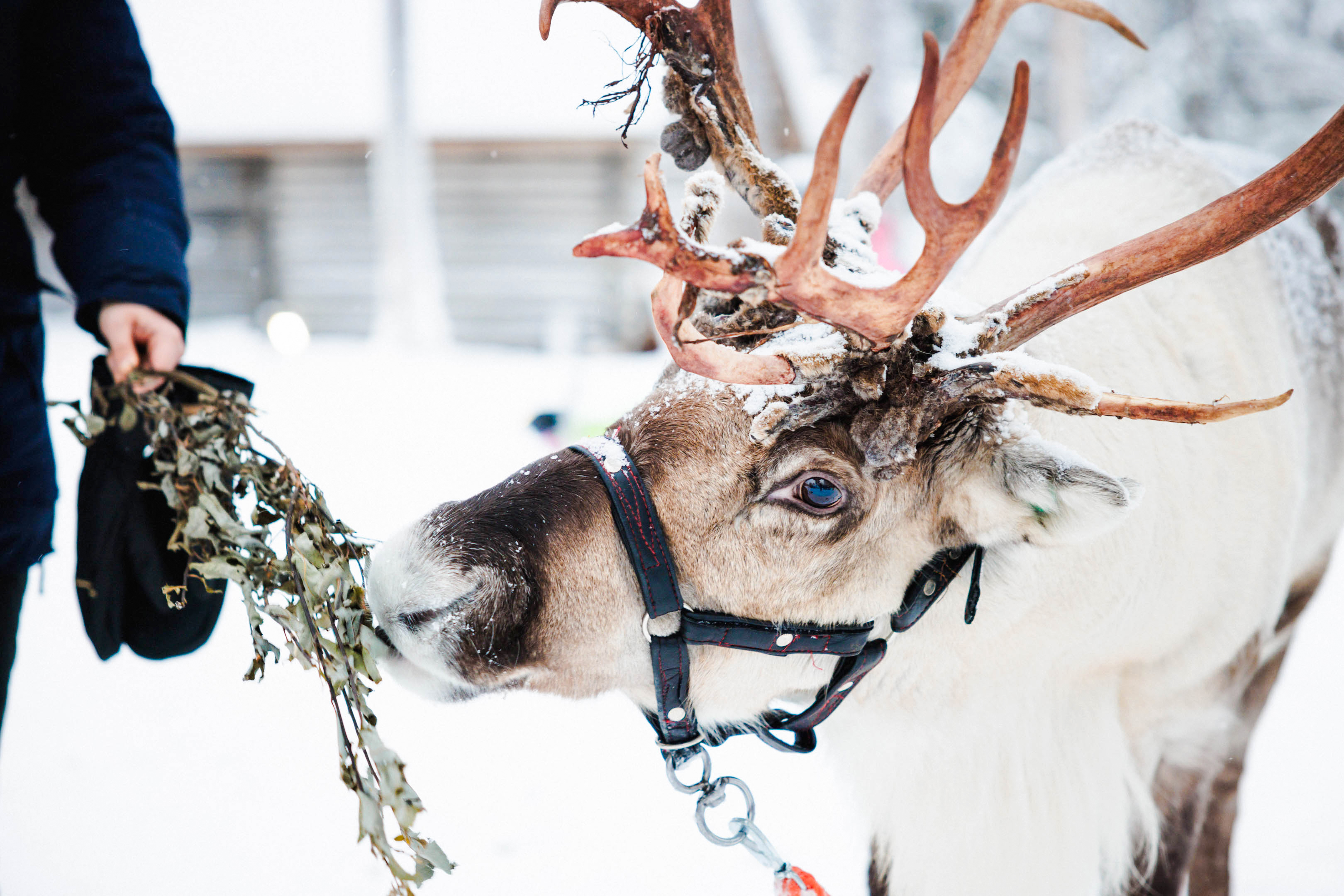 Reindeer being fed at a farm in snowy Lapland.