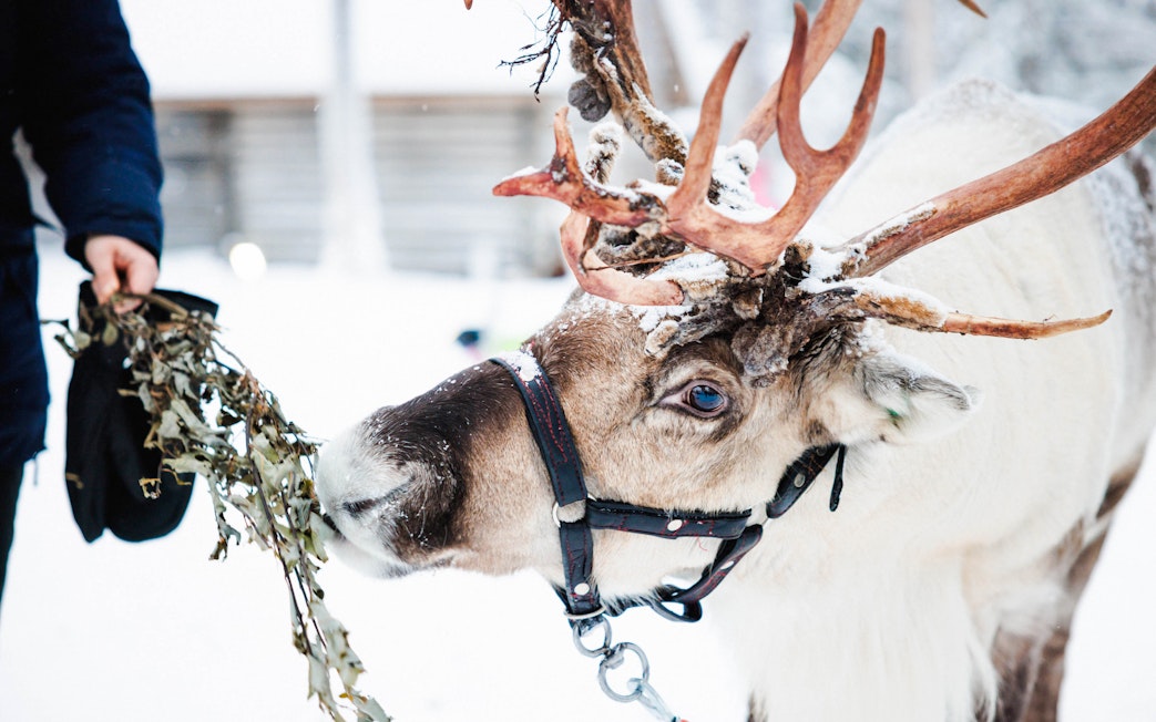 Reindeer being fed at a farm in snowy Lapland.