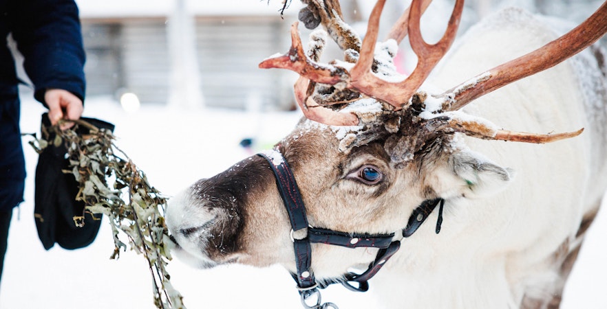 Reindeer being fed at a farm in snowy Lapland.