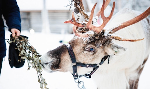 Reindeer being fed at a farm in snowy Lapland.
