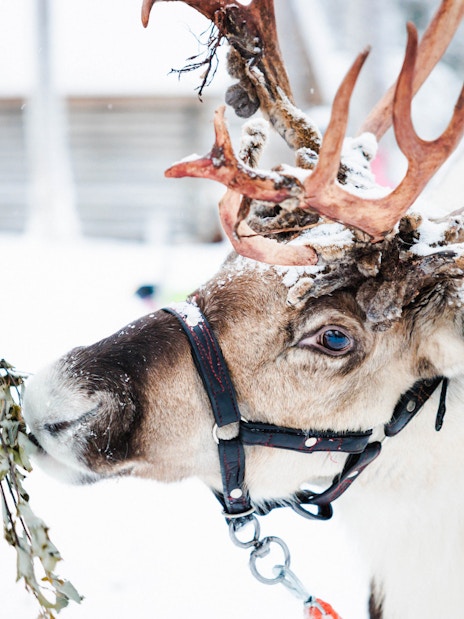 Reindeer being fed at a farm in snowy Lapland.