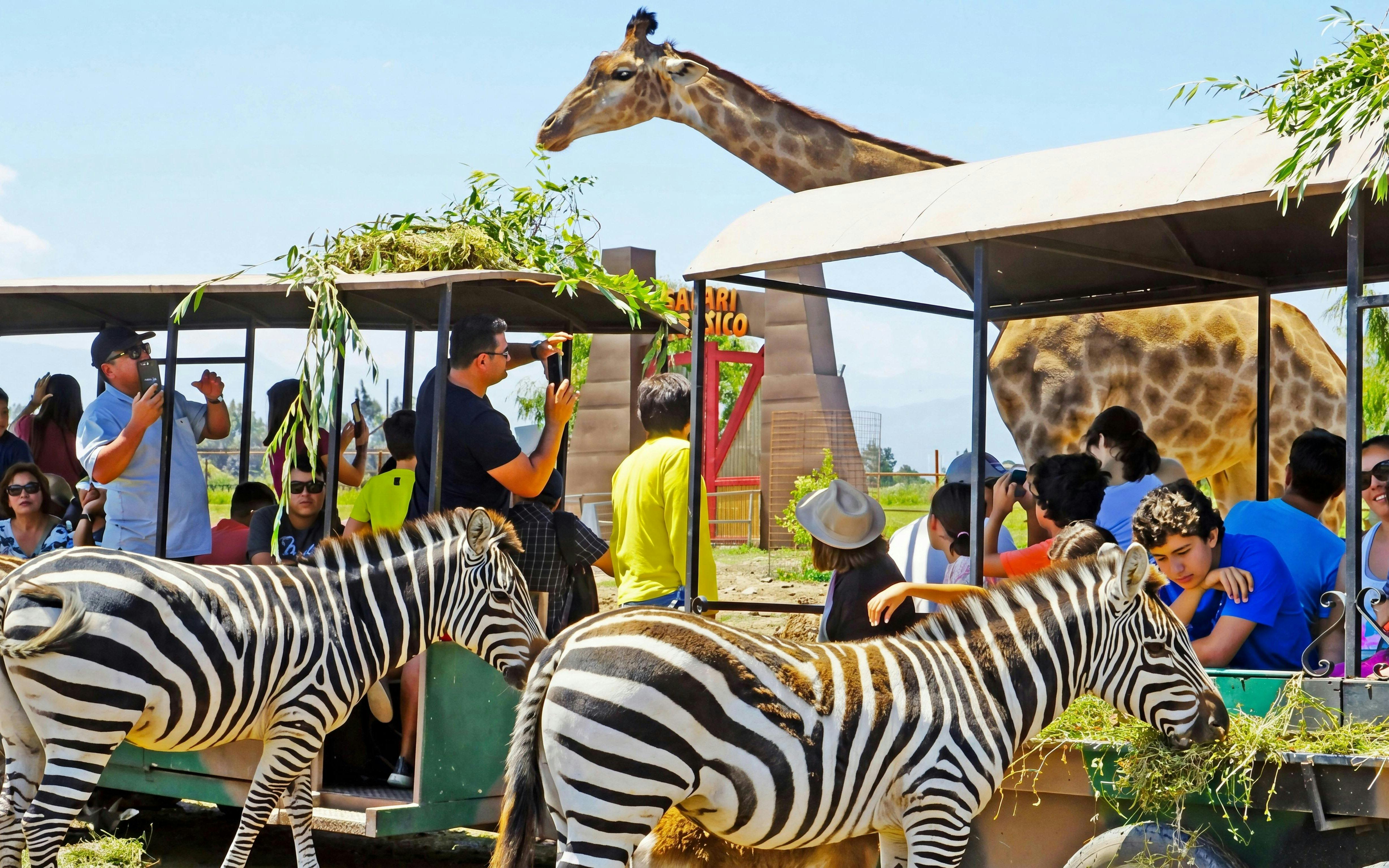 Tourists in safari car at Chile Safari Park with zebras and giraffes nearby.