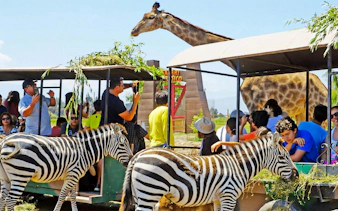 Tourists in safari car at Chile Safari Park with zebras and giraffes nearby.