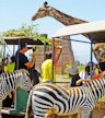 Chile Safari Park