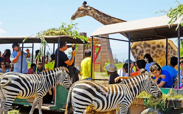 Tourists in safari car at Chile Safari Park with zebras and giraffes nearby.