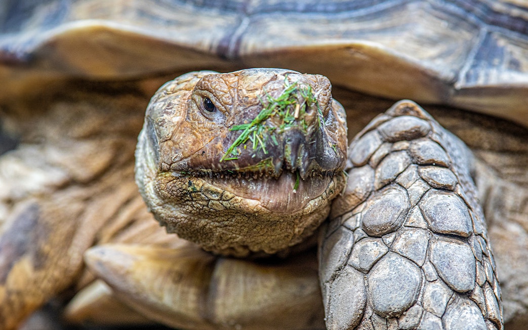 Tortoise close-up at Singapore Zoo during VIP Buggy Tour.