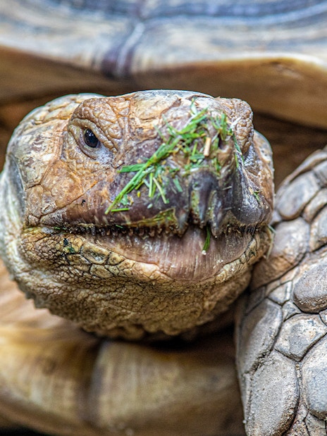 Tortoise close-up at Singapore Zoo during VIP Buggy Tour.