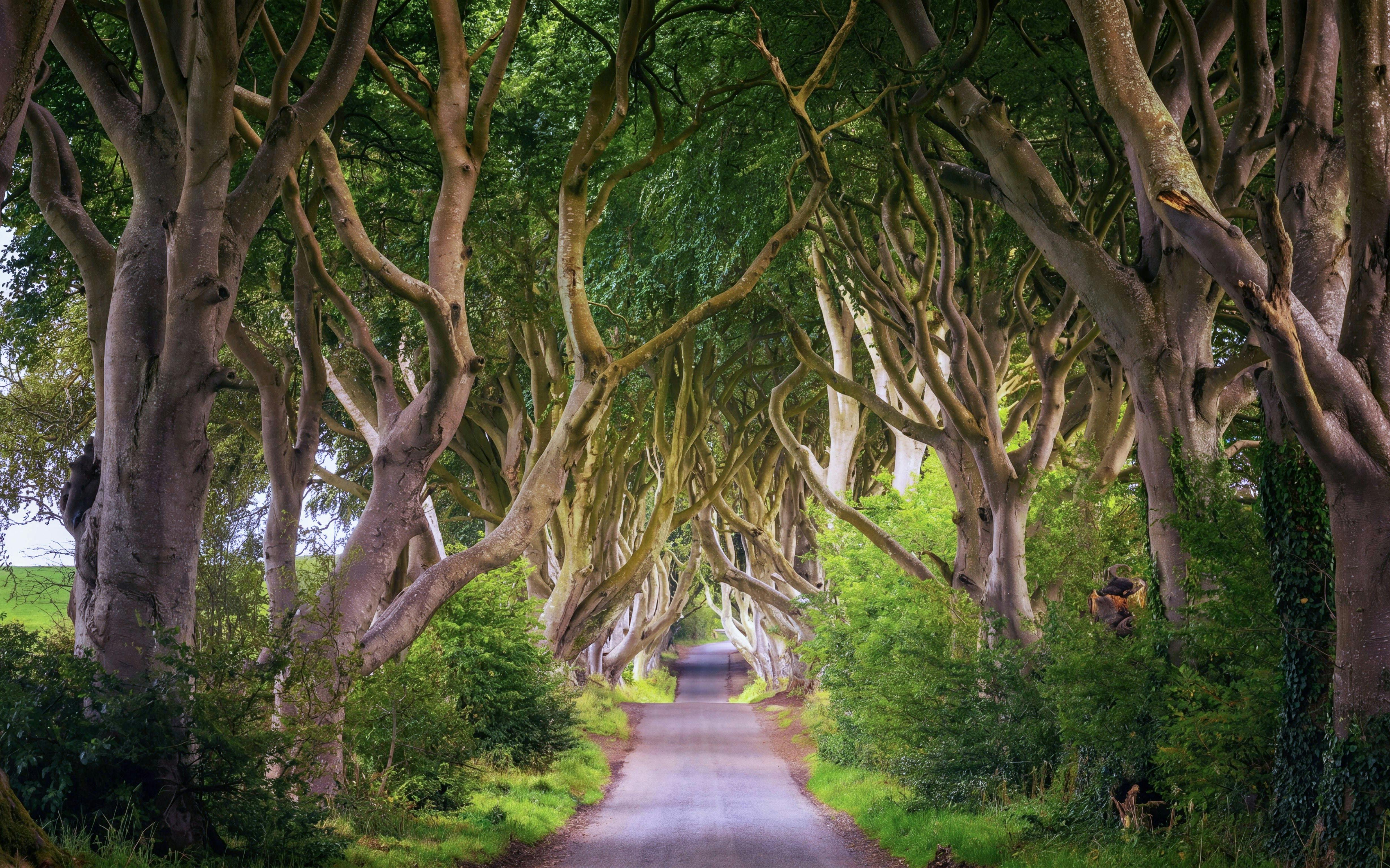 Tree-lined road at the Dark Hedges in Northern Ireland.