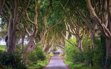 Tree-lined road at the Dark Hedges in Northern Ireland.