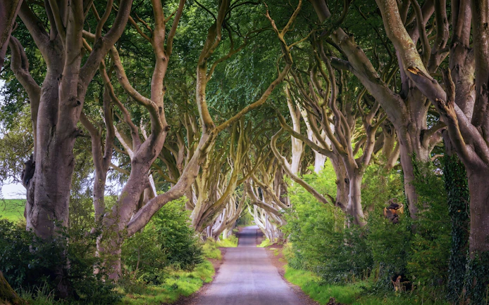 Tree-lined road at the Dark Hedges in Northern Ireland.