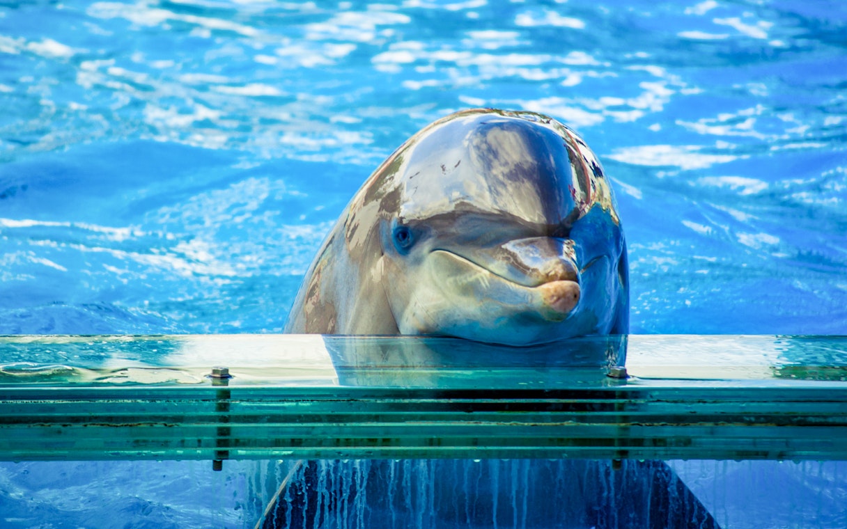 Dolphins performing at Lisbon Zoo, Portugal.