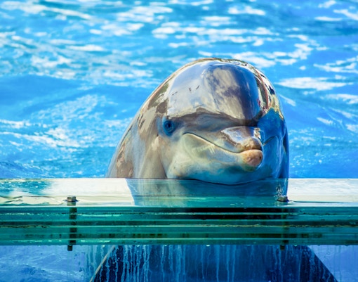 Dolphins at Lisbon Zoo