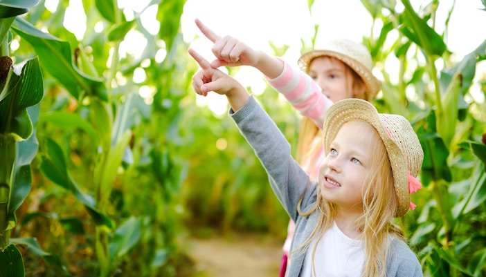 Two young girls exploring a pineapple maze, pointing ahead.