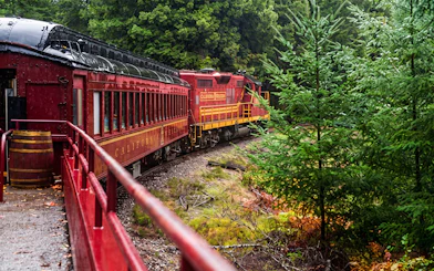 Historic train rounding a bend on Willits' Wolf Tree Turn tour through lush forest.