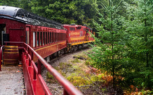 Historic train rounding a bend on Willits' Wolf Tree Turn tour through lush forest.