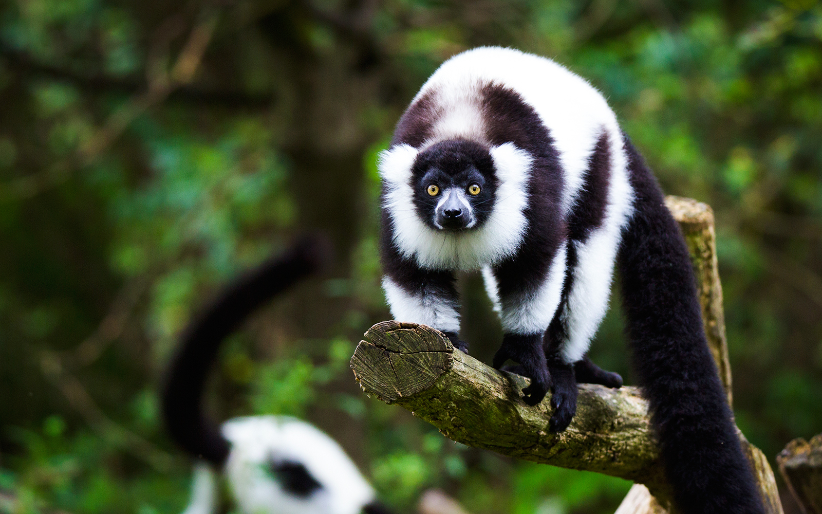 Black-and-white ruffed lemur perched on a tree branch in a forest setting.