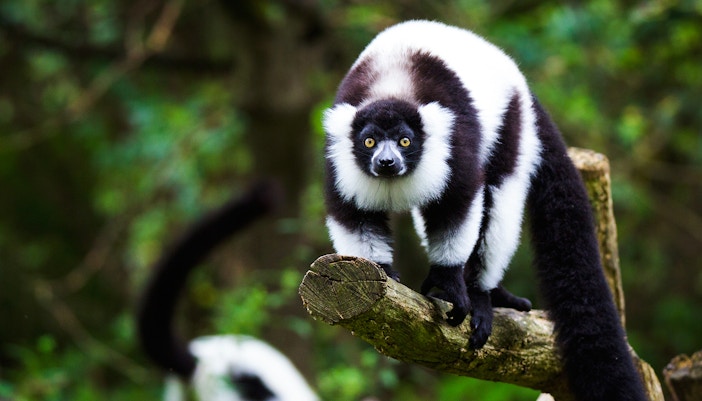Black-and-white ruffed lemur perched on a tree branch in a forest setting.