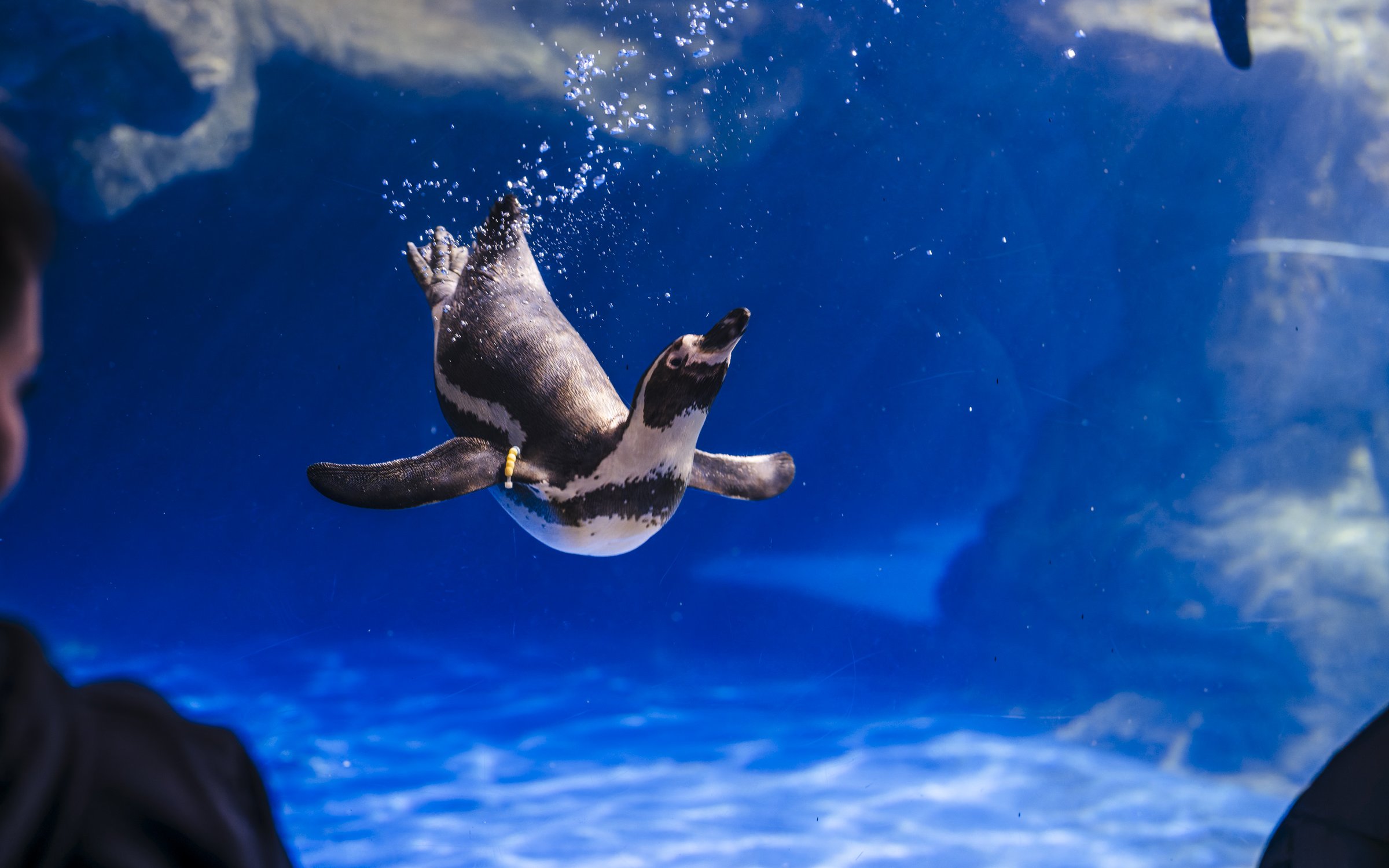 Penguin swimming underwater at Barcelona Aquarium.
