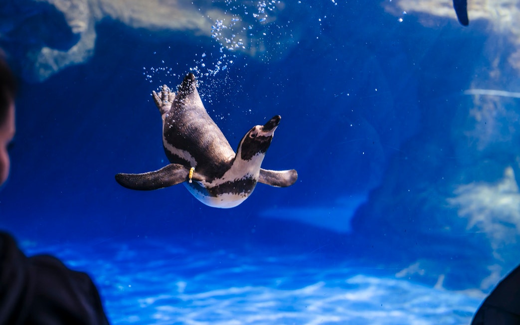 Penguin swimming underwater at Barcelona Aquarium.