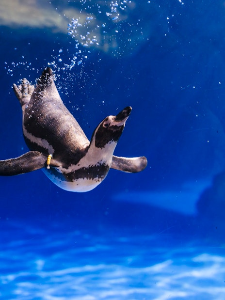 Penguin swimming underwater at Barcelona Aquarium.