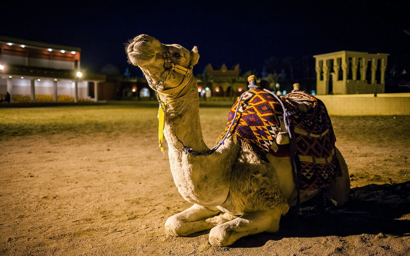 Overnight Dubai Desert Safari - 
Camel rides
