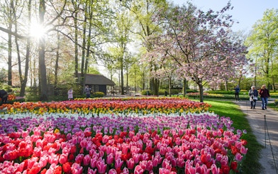 Tulip gardens in bloom at Keukenhof, Netherlands, with visitors walking nearby.