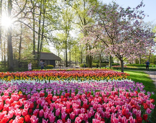 Tulip gardens in bloom at Keukenhof, Netherlands, with visitors walking nearby.
