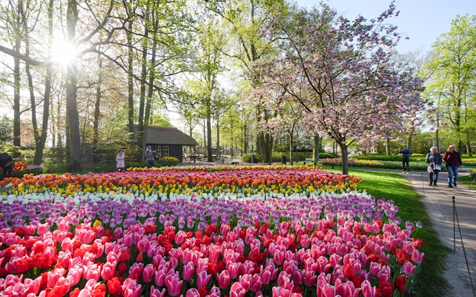 Tulip gardens in bloom at Keukenhof, Netherlands, with visitors walking nearby.