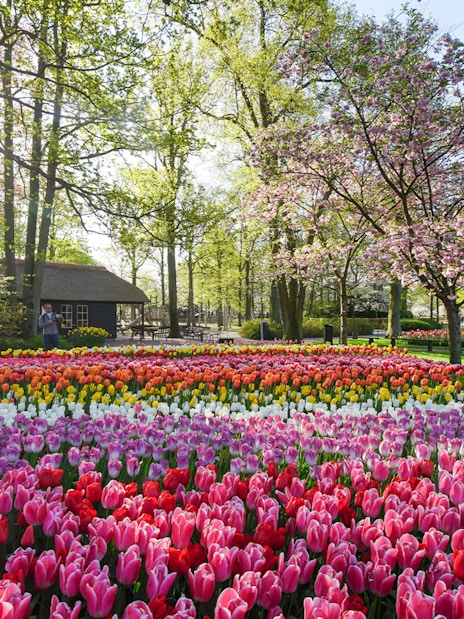 Tulip gardens in bloom at Keukenhof, Netherlands, with visitors walking nearby.