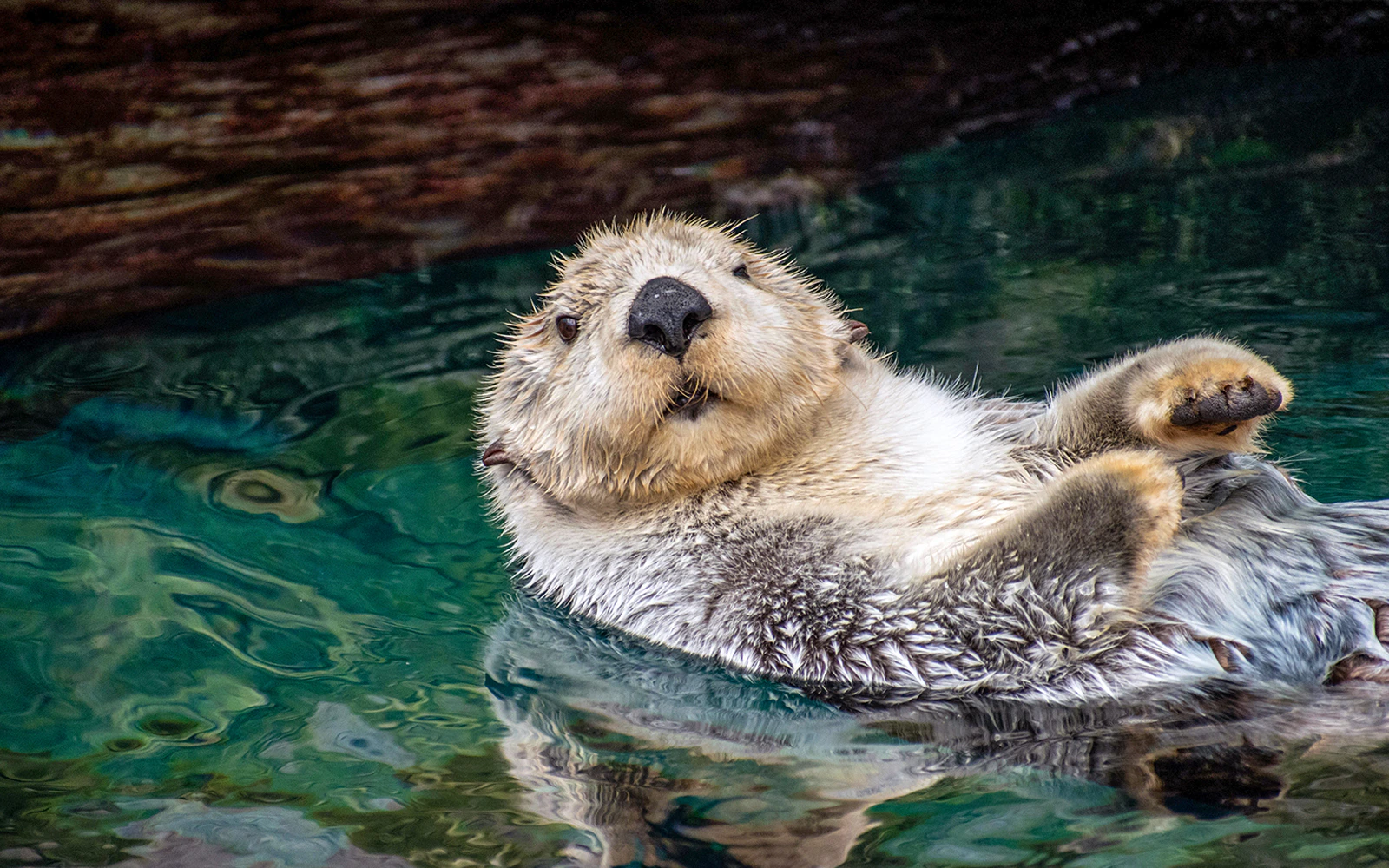 Sea otter floating on its back in aquarium water.