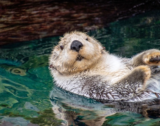 Sea otter floating on its back in aquarium water.