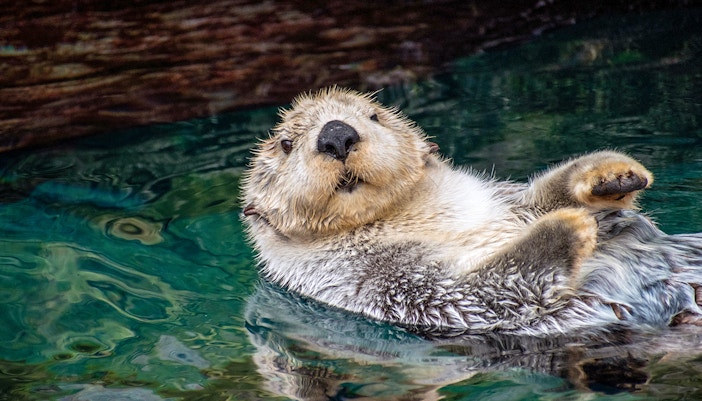 Southern Sea Otters