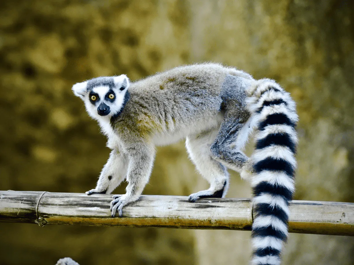 Ring-tailed lemur on a branch at Houston Zoo, part of the general admission experience.