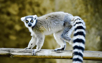 Ring-tailed lemur on a branch at Houston Zoo, part of the general admission experience.