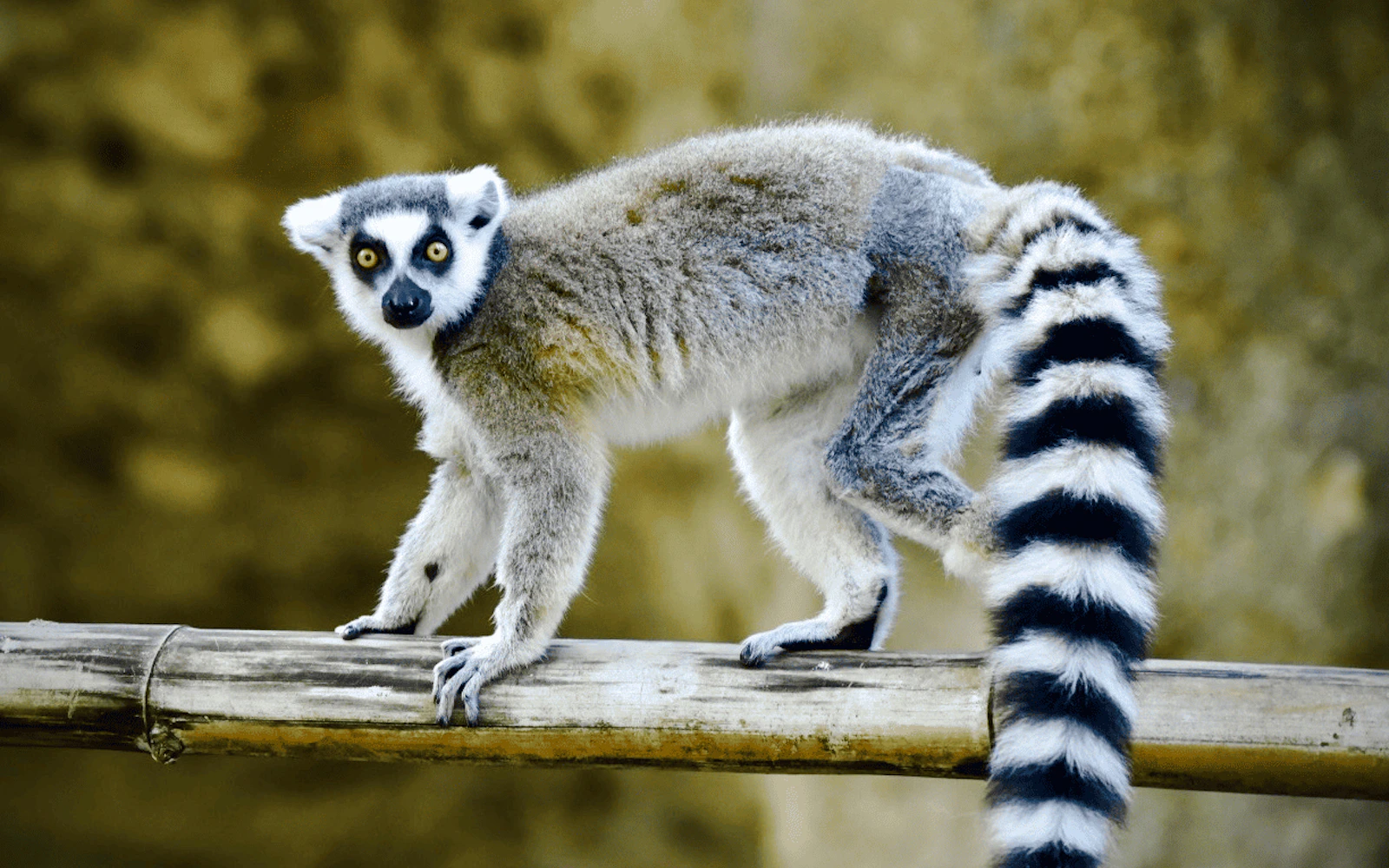 Houston Zoo General Admission Tickets