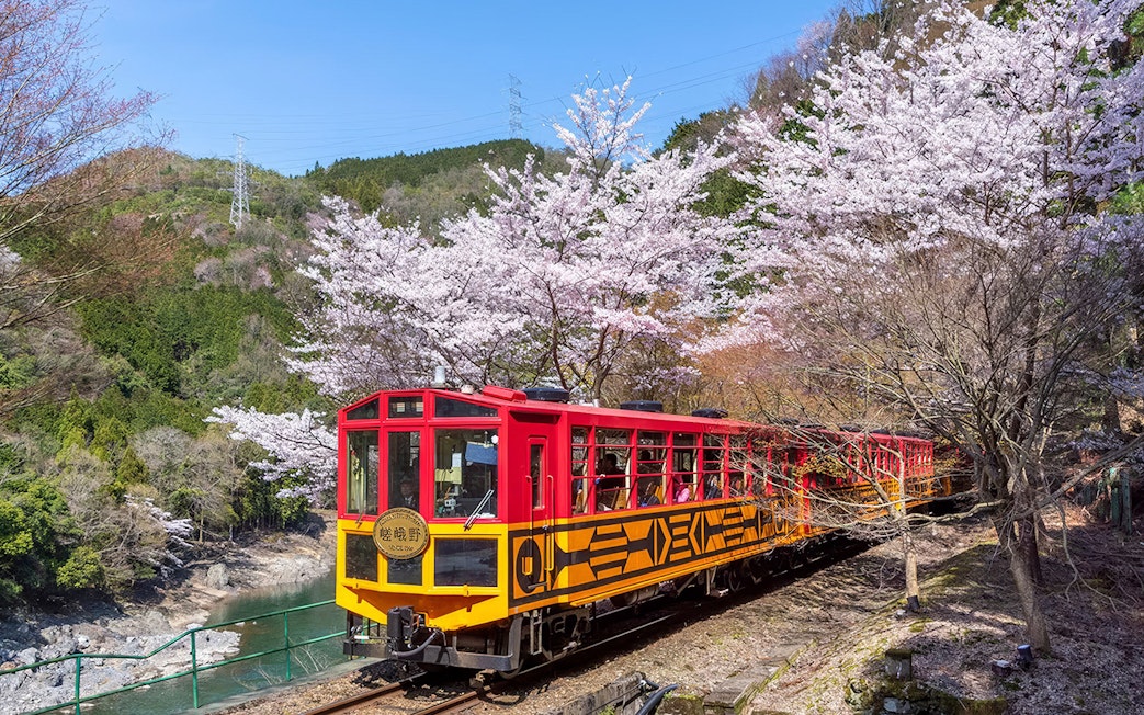 Sagano Romantic Train passing cherry blossoms in Kyoto, Japan.