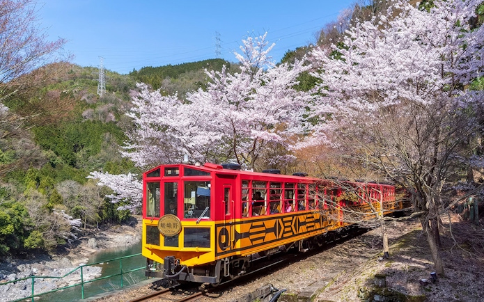 Sagano Romantic Train passing cherry blossoms in Kyoto, Japan.
