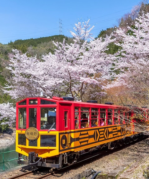 Sagano Romantic Train passing cherry blossoms in Kyoto, Japan.