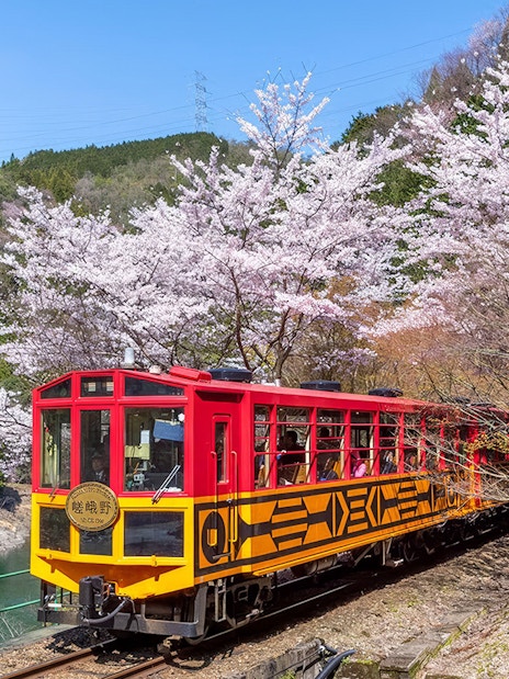 Sagano Romantic Train passing cherry blossoms in Kyoto, Japan.