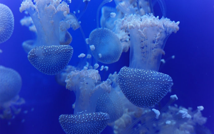 Jellyfish swimming in a tank at Seville Aquarium, Spain.