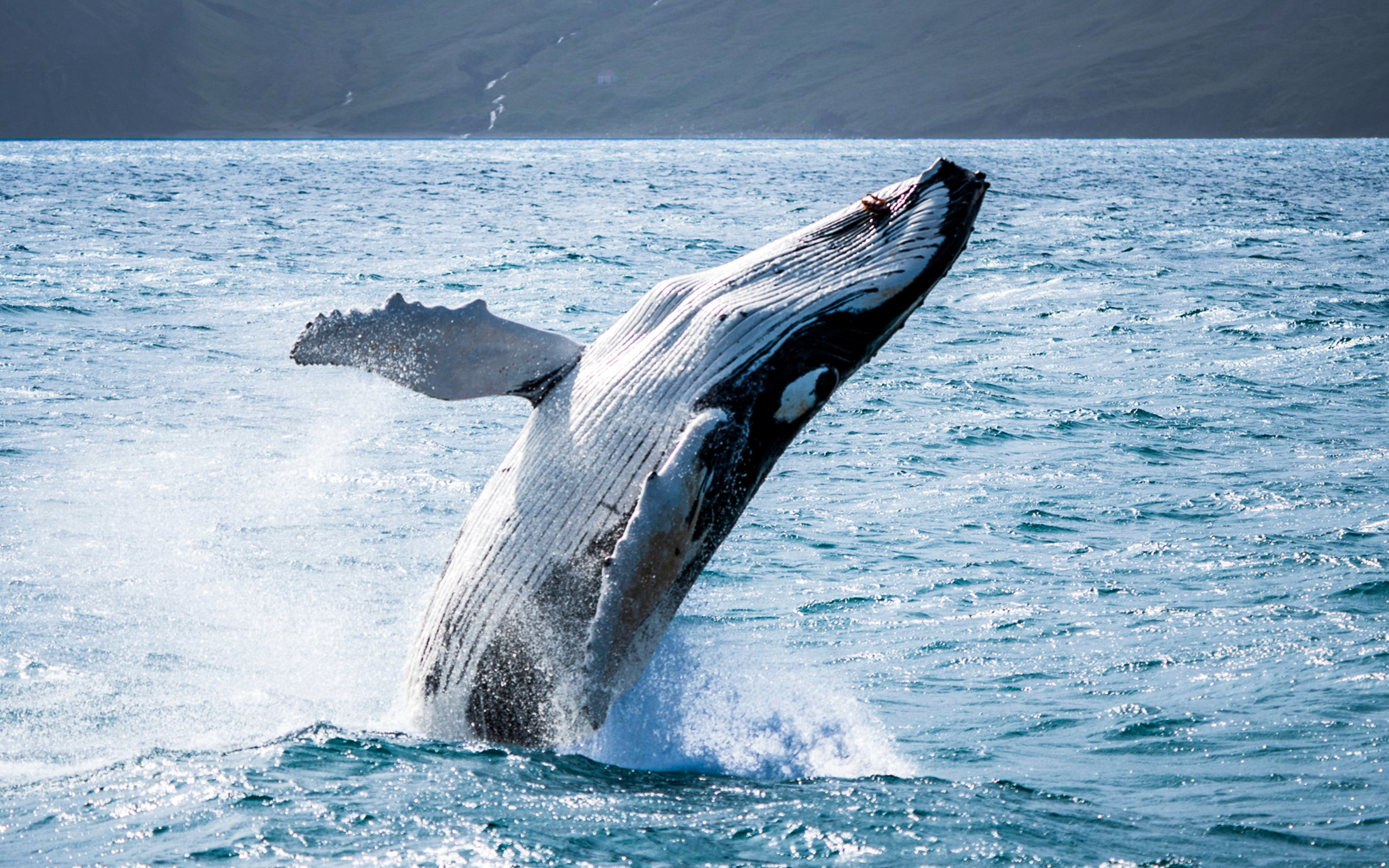 Humpback whale breaching in Skjálfandi Bay, Iceland.