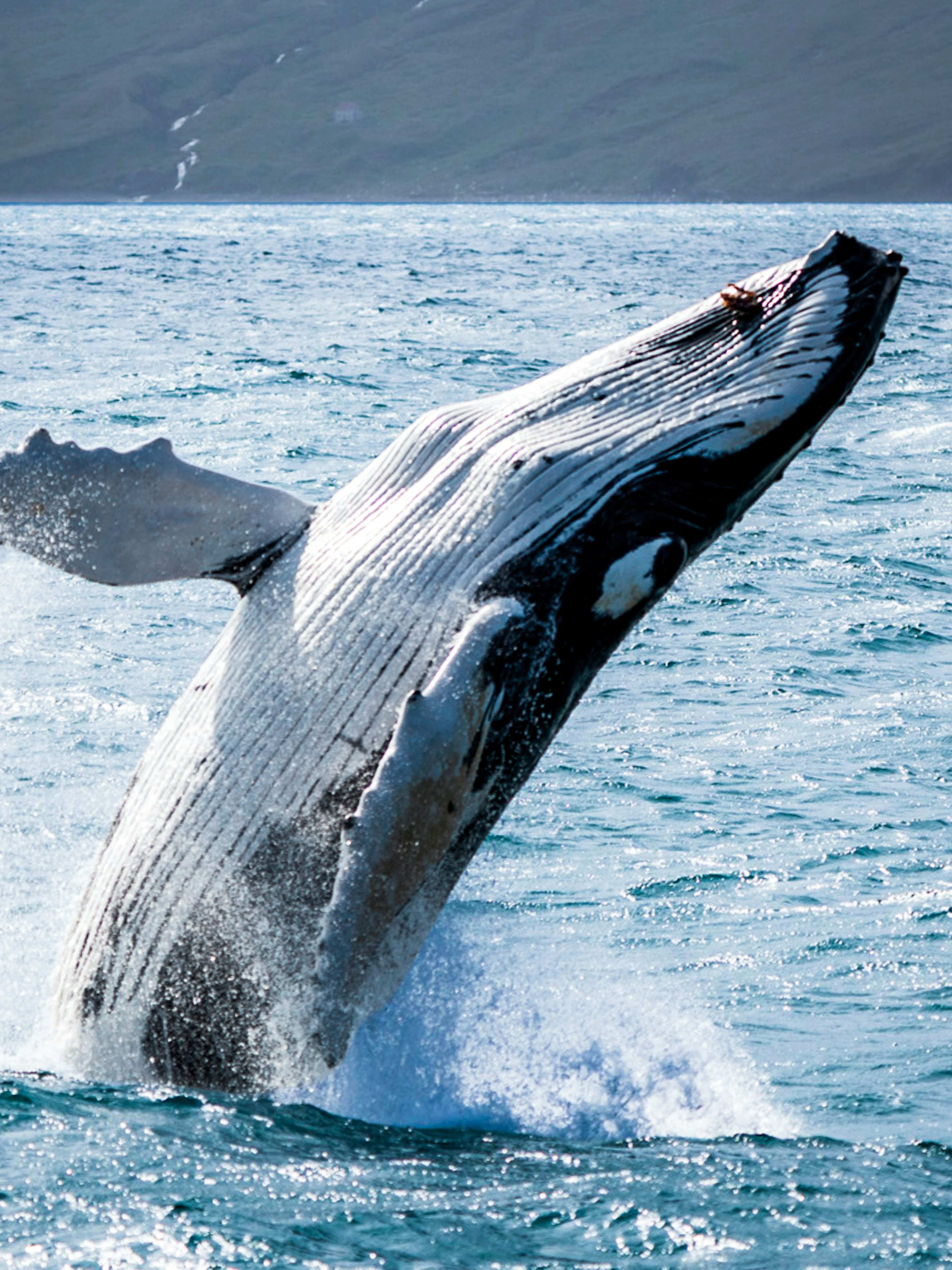Humpback whale breaching in Skjálfandi Bay, Iceland.